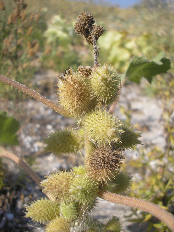 Image of Xanthium orientale specimen.