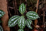 Pilea cadierei