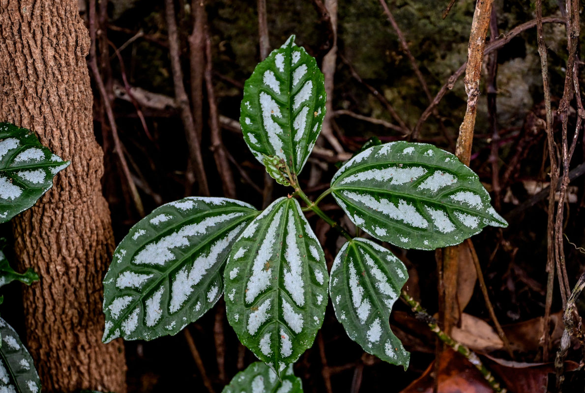 Изображение особи Pilea cadierei.