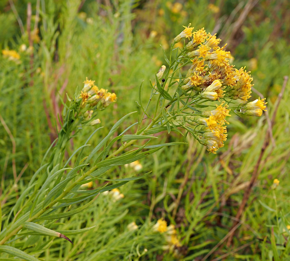 Image of Galatella biflora specimen.