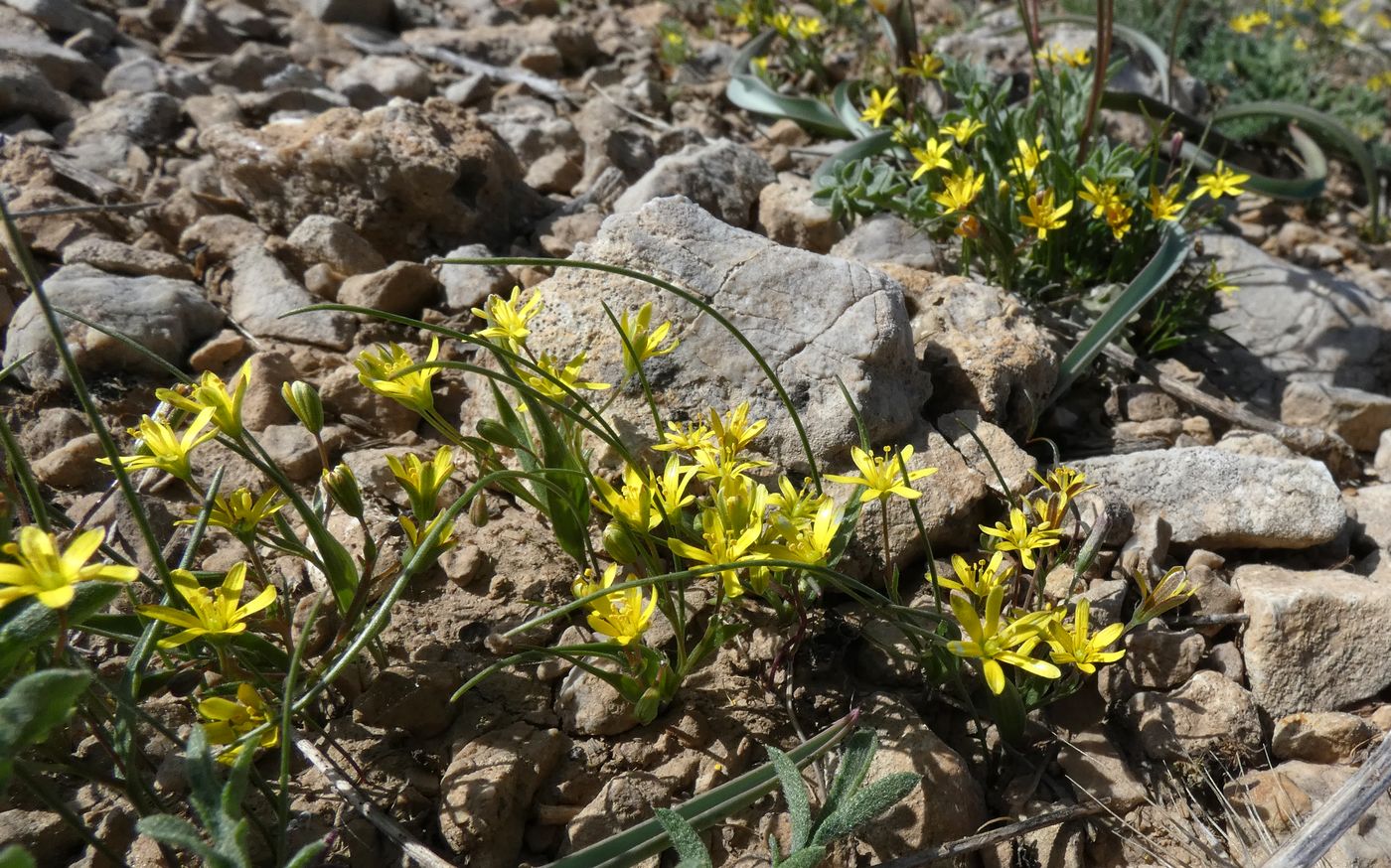 Image of Gagea minutiflora specimen.