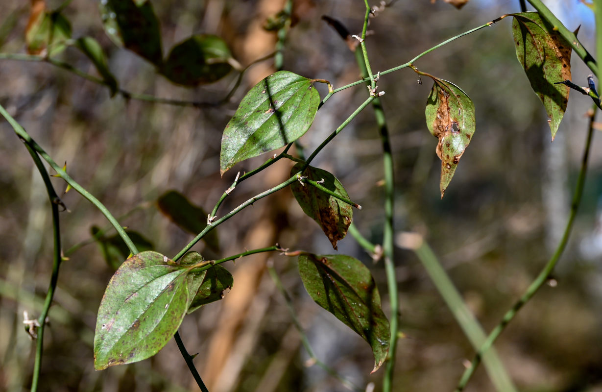 Image of Smilax excelsa specimen.