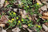 View full-size image Chrysosplenium sibiricum