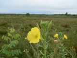 Смотреть изображение Oenothera villosa