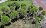 View full-size image genus Juniperus