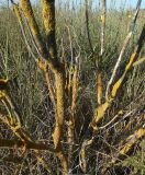 View full-size image Xanthoria parietina