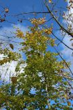 View full-size image Fagus sylvatica