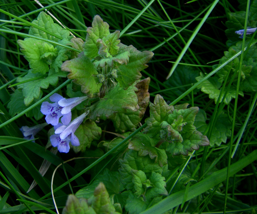 Image of Glechoma hederacea specimen.