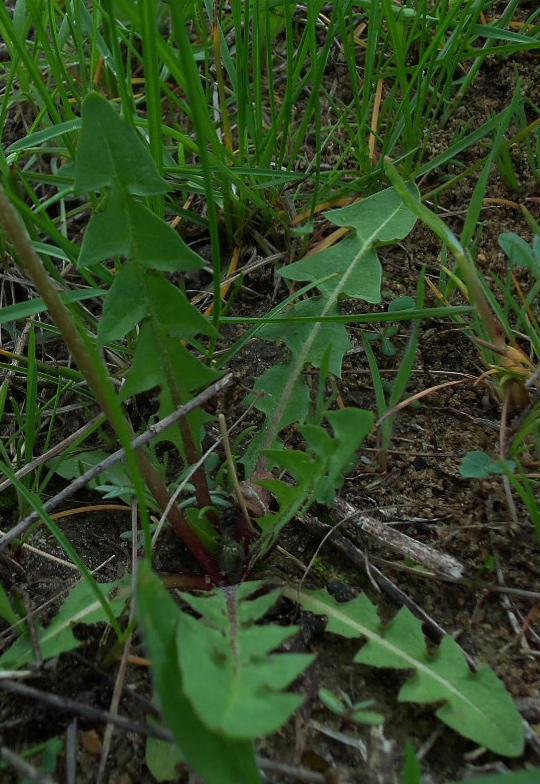 Image of Taraxacum officinale specimen.