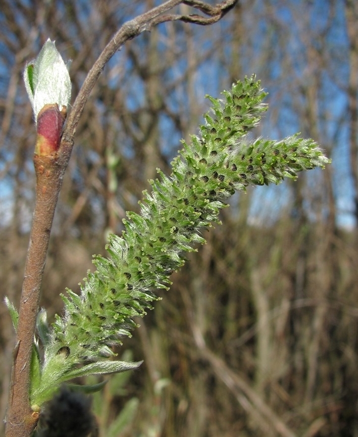 Image of Salix cinerea specimen.