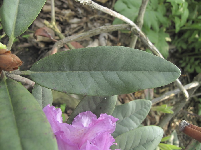 Image of Rhododendron ponticum specimen.