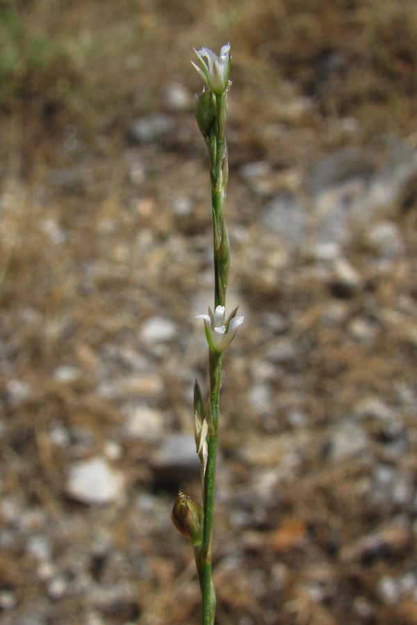 Image of Bufonia parviflora specimen.