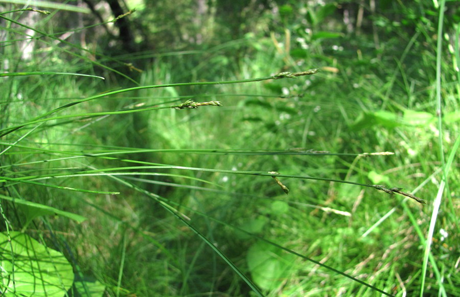 Изображение особи род Carex.