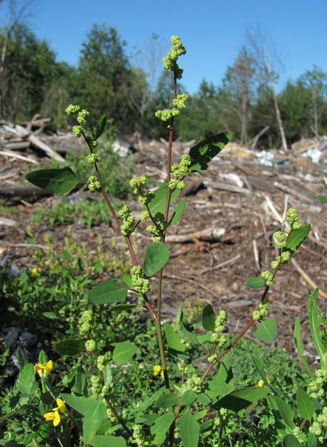 Image of Chenopodium strictum specimen.