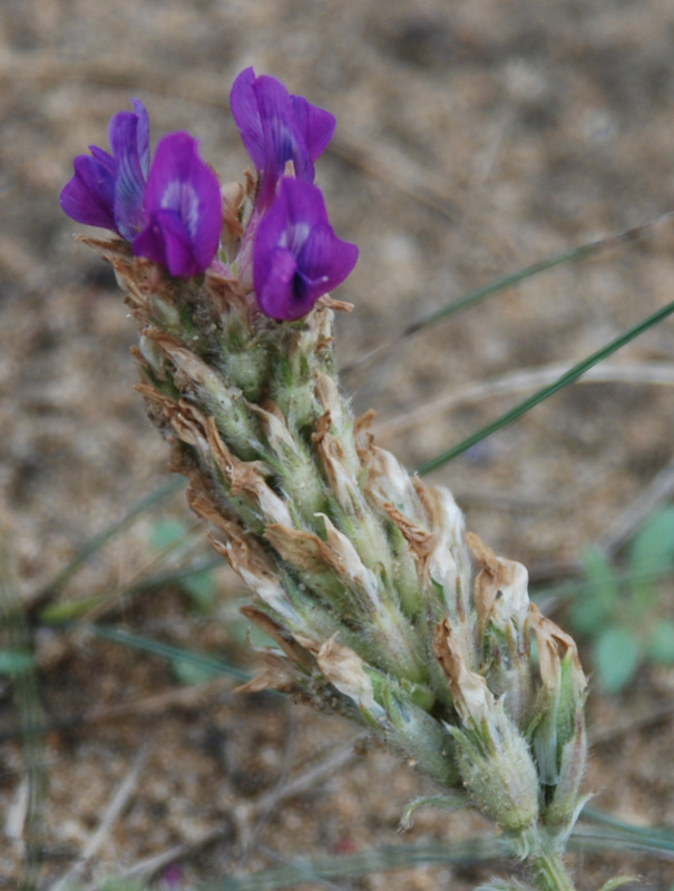 Image of Oxytropis turczaninovii specimen.