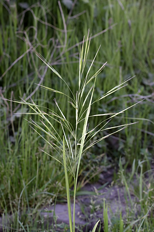 Изображение особи Anisantha sterilis.