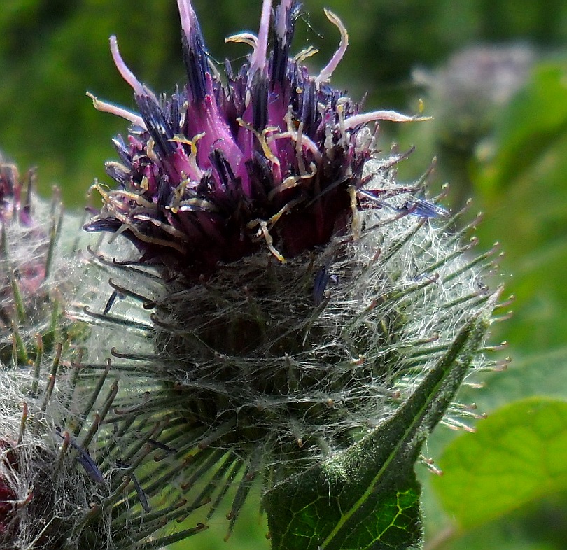 Изображение особи Arctium tomentosum.