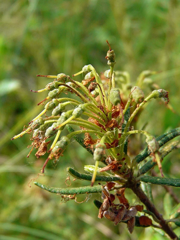 Image of Ledum palustre specimen.