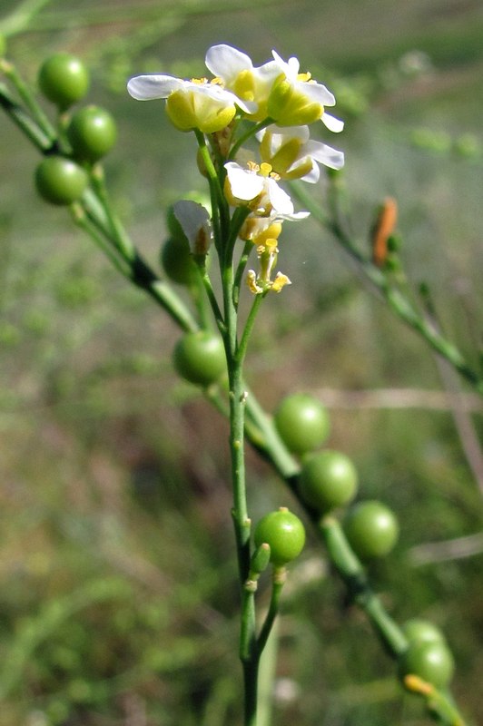 Image of Crambe koktebelica specimen.