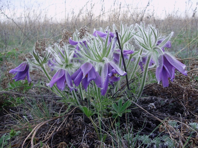 Image of Pulsatilla turczaninovii specimen.