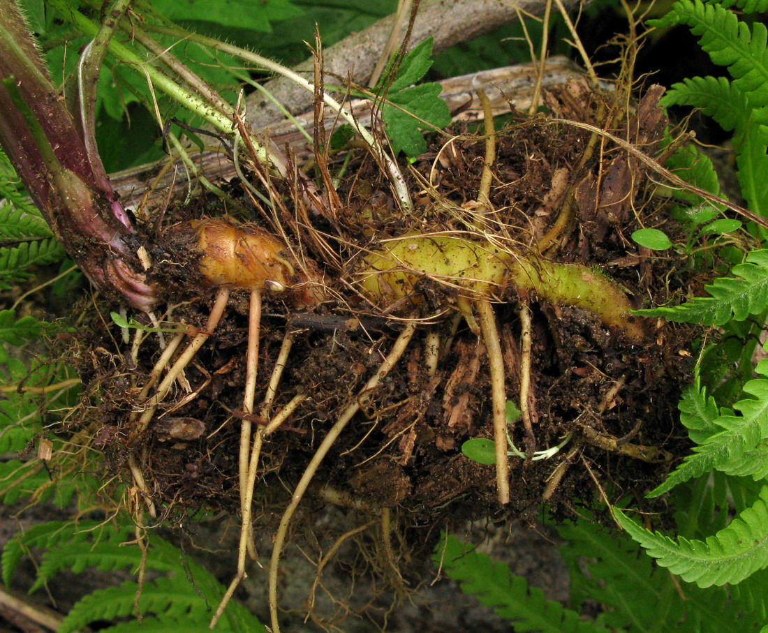 Image of Ranunculus grandifolius specimen.