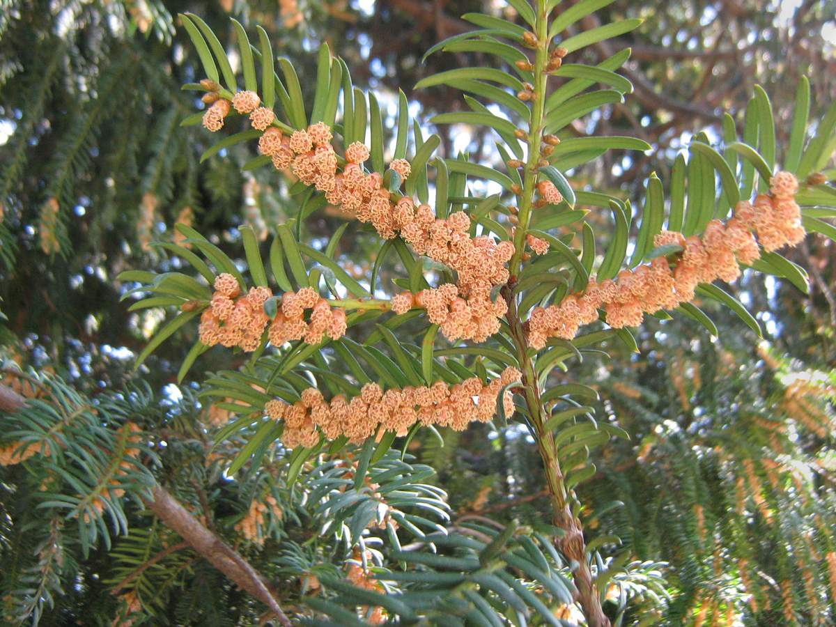 Image of Taxus baccata specimen.