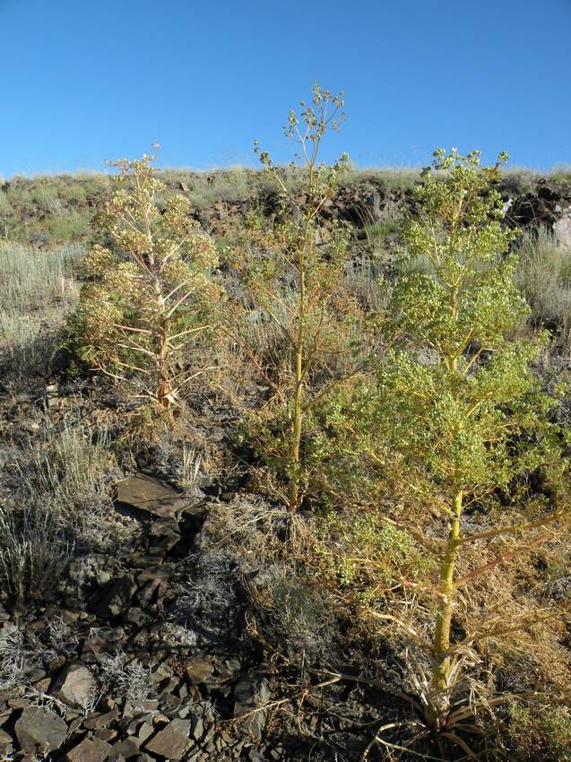 Image of Ferula teterrima specimen.