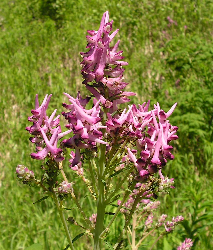 Image of Corydalis multiflora specimen.