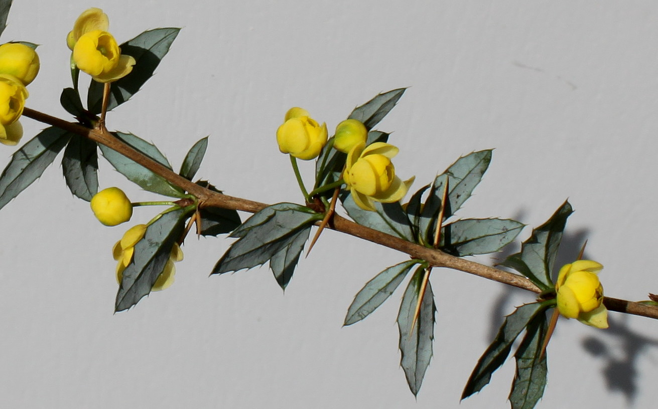 Image of Berberis verruculosa specimen.