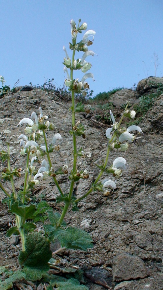 Image of Salvia verbascifolia specimen.