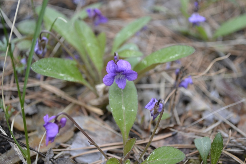 Image of Viola gmeliniana specimen.