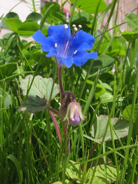 Изображение особи Phacelia campanularia.