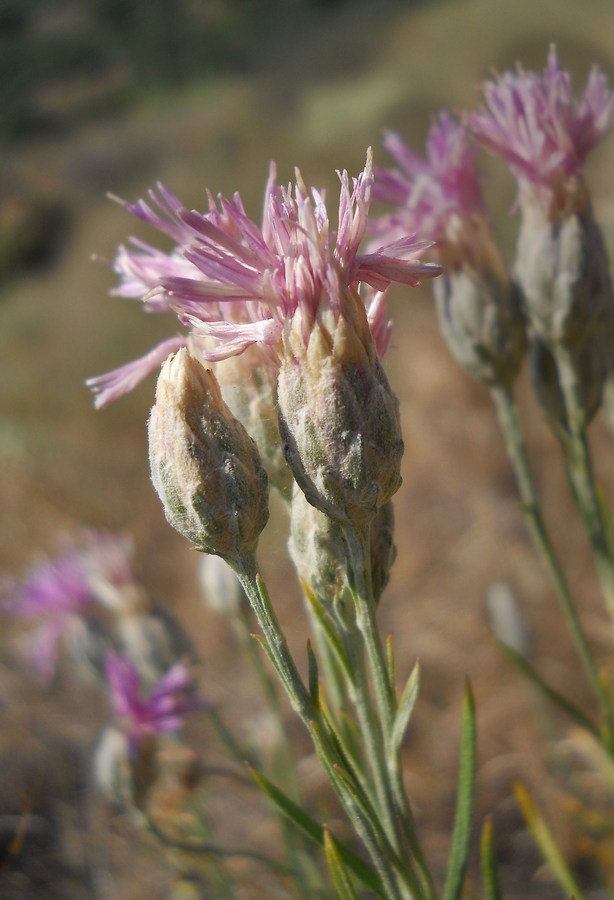 Image of Jurinea stoechadifolia specimen.