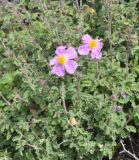 Cistus creticus