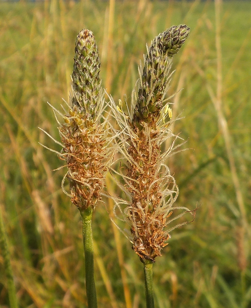 Image of Plantago lanceolata specimen.