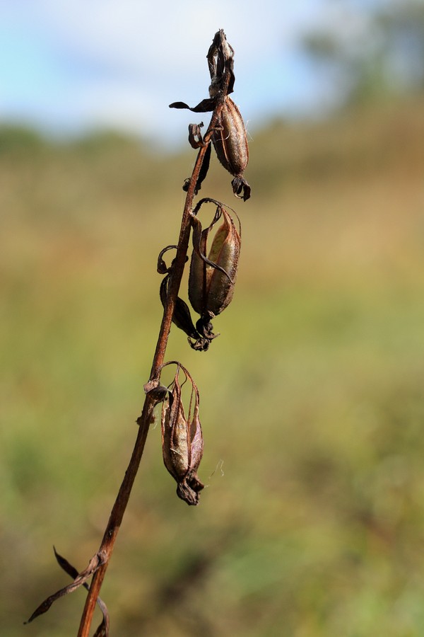 Image of Epipactis palustris specimen.