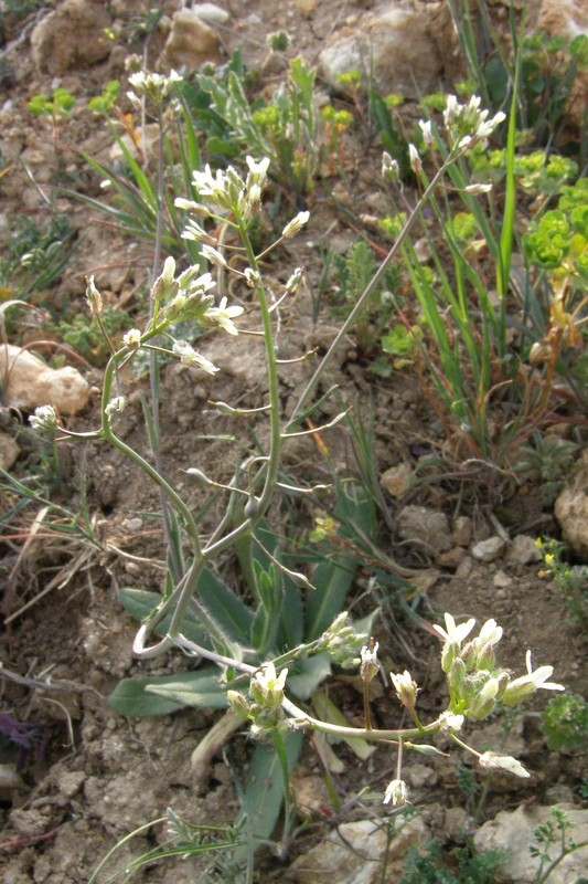 Изображение особи Camelina rumelica.