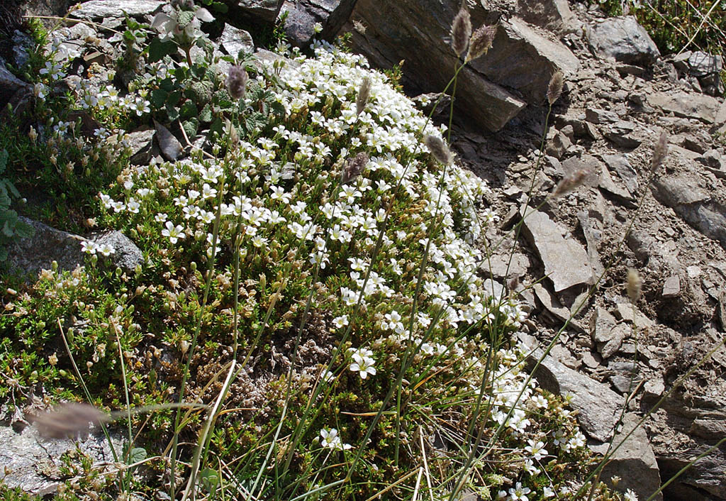 Image of Minuartia imbricata specimen.