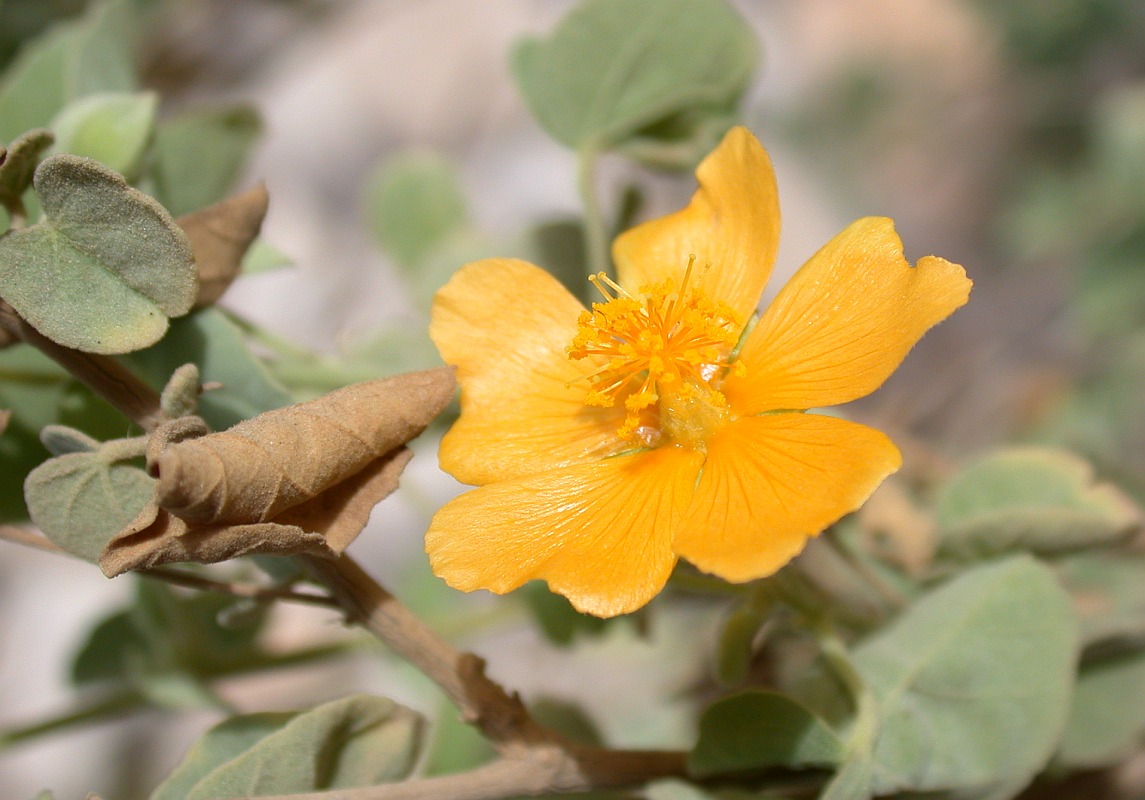 Изображение особи Abutilon fruticosum.