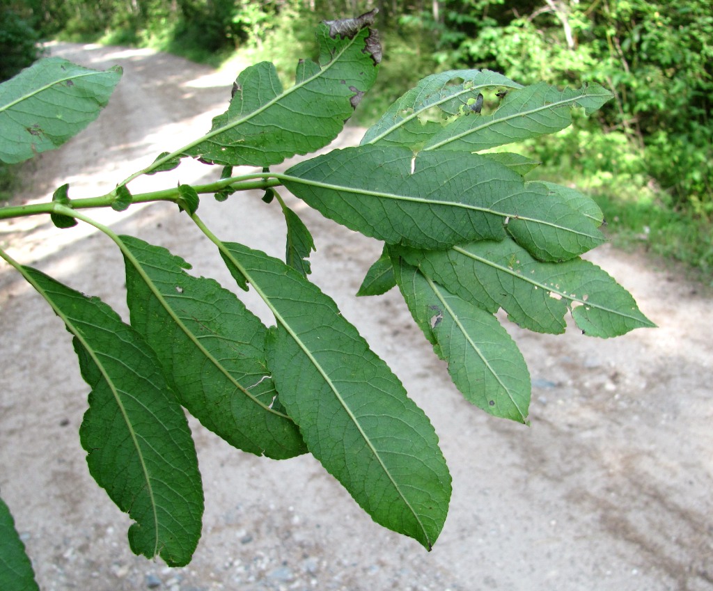 Image of Salix myrsinifolia specimen.