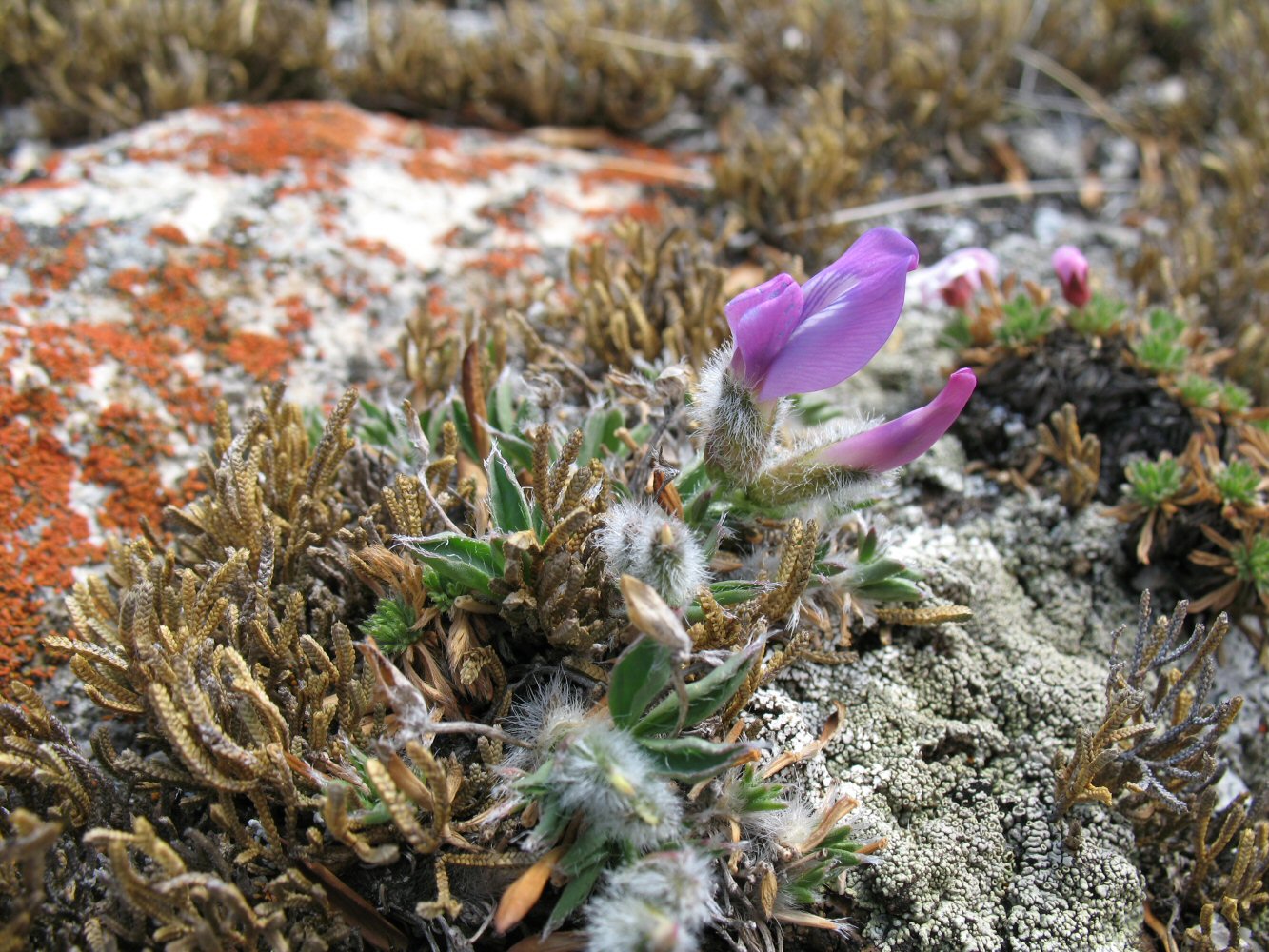 Изображение особи Oxytropis triphylla.