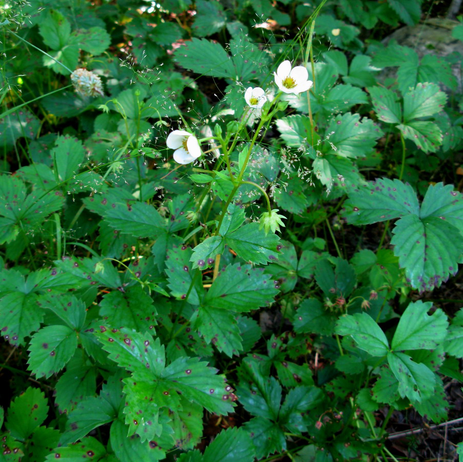 Image of Fragaria virginiana specimen.