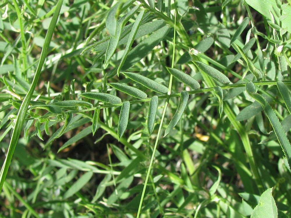 Image of Vicia cracca specimen.