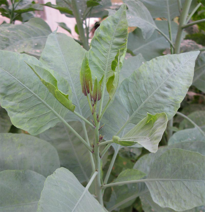 Image of Nicotiana glauca specimen.