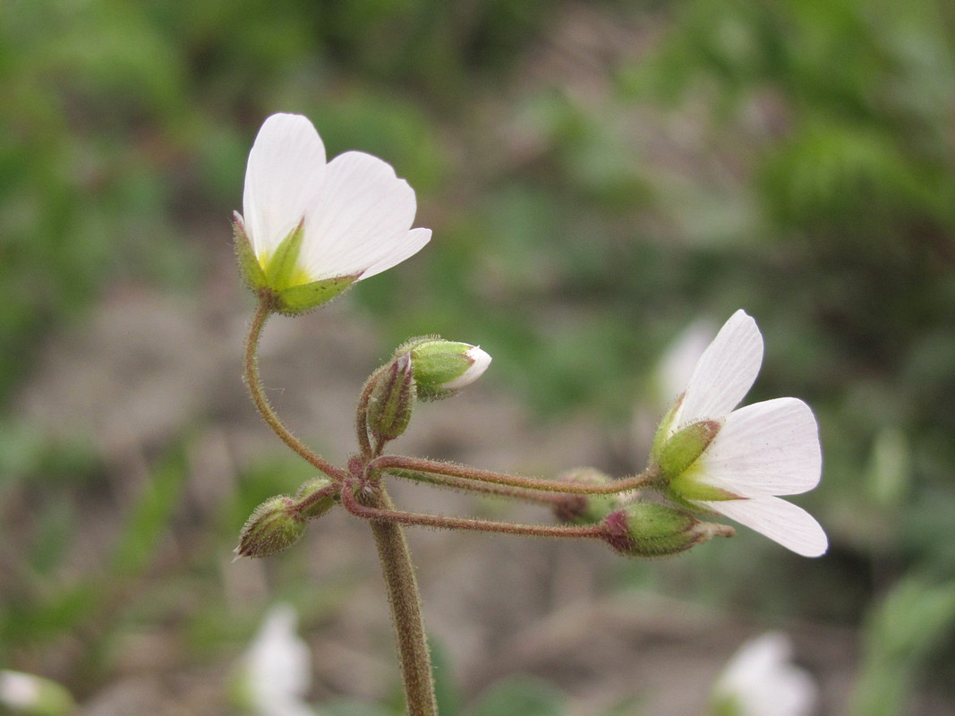 Image of Holosteum glutinosum ssp. liniflorum specimen.