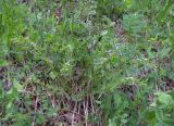 Thesium alpinum. Цветущее растение. Карачаево-Черкесия, Теберда, гора Лысая. 29.05.2013.