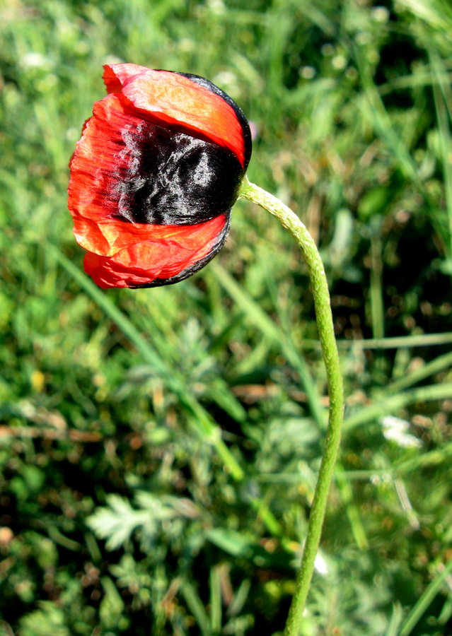 Image of Papaver stevenianum specimen.