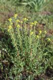 Hypericum scabrum