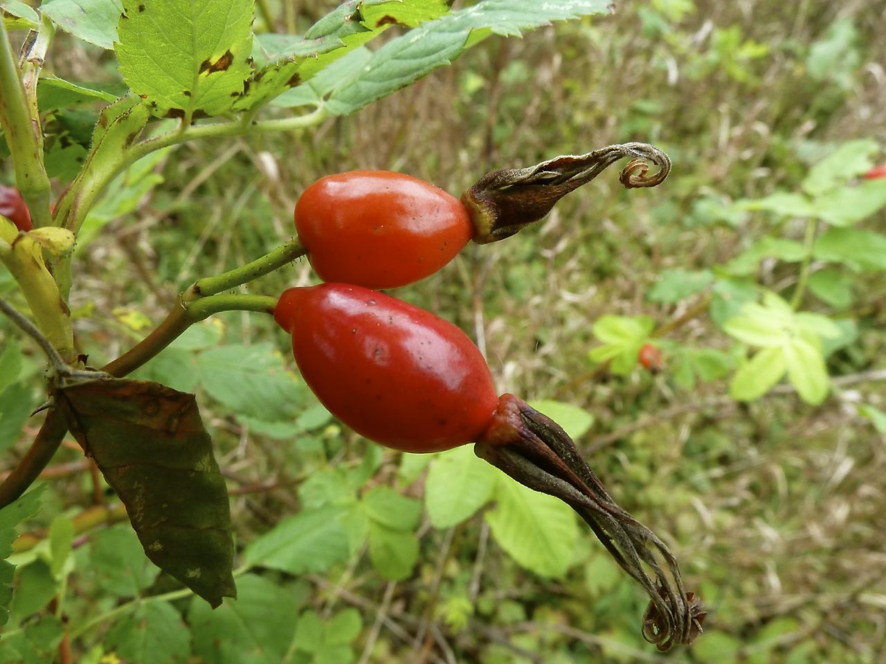 Изображение особи Rosa glabrifolia.