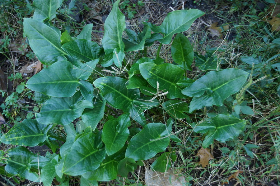 Image of Arum italicum ssp. albispathum specimen.